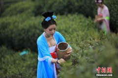  唐装美女“穿越”踏青采茶秀身姿 