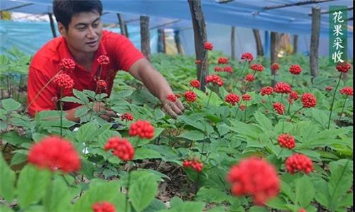 康美：粤港澳大湾区里的“老中医”，中国中医药文化践行者