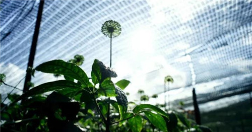 理想聚焦“茶叶+三七+大麻”三棵植物，打造绿色食品牌，共建理想生活